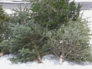 Disposed Christmas trees