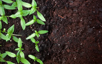4 Tips for Winter Composting