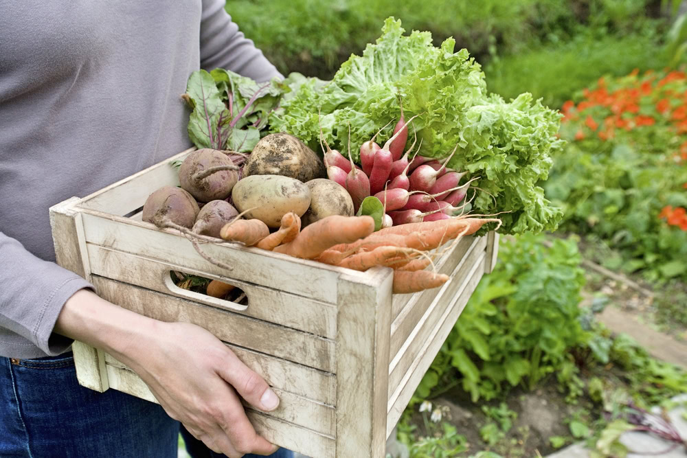 The Easiest Vegetables To Grow In Nevada Western Elite