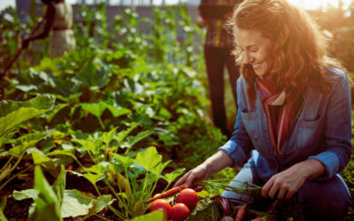 Gardening Tips For The Beginner