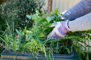 disposing green yard waste