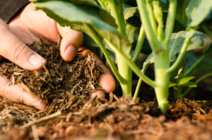 compost for gardens