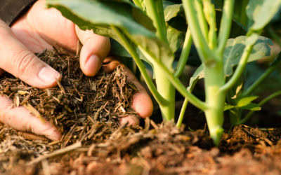 Upcycle Your Yard with Compost