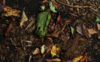 The Science of Decomposition: Organic vs. Non-Organic