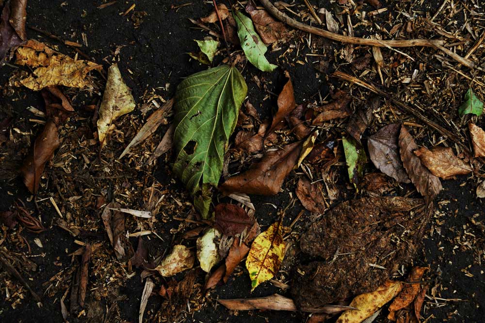 bed of soil and dead leaves. organic decomposition concept.