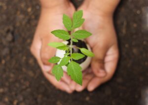 woman holding small plant