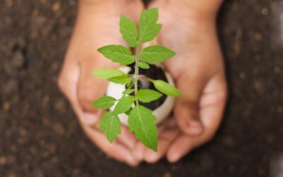 The Importance of Land Revitalization